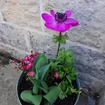 Accommodatie bij particulieren L'ultra Pause Au Coeur Du Viroin